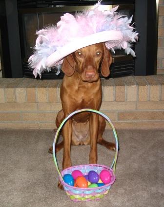 Piper ~ All Dressed up in her Easter Bonnet