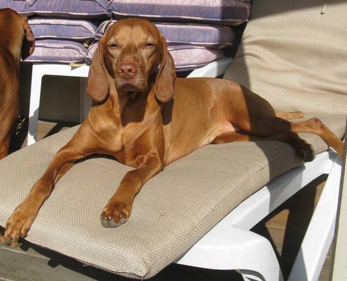 Piper sunbathing June 2010