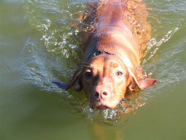 Piper's 1st time swimming