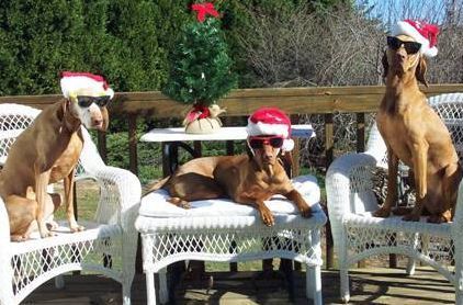 Tess~River~Logan Christmas 2005