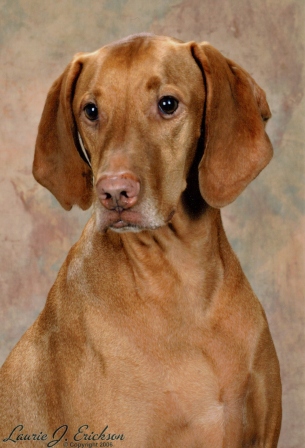 Tucker at 6 years -  photo by: Laurie Erickson 