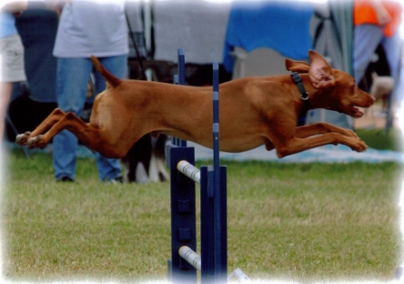 Indy running the JWW course at the BOTC agility trial