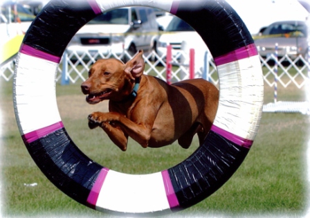 Indy at the St. Croix agility trial