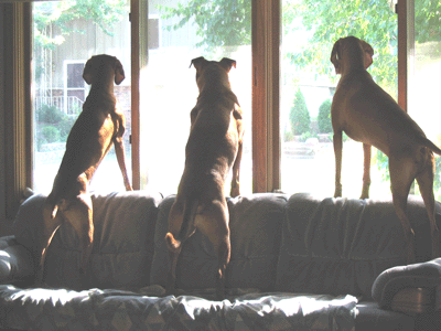 The Welcoming Committee "Indy-Sampson-Tucker"