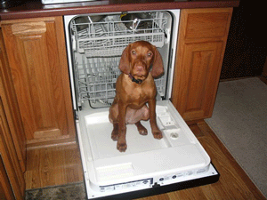 The dishwasher was one of Piper's favorite places to sit and sometime sleep in when she was little.