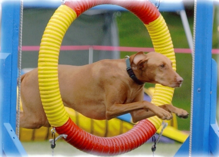 Tucker at the BOTC agility trial